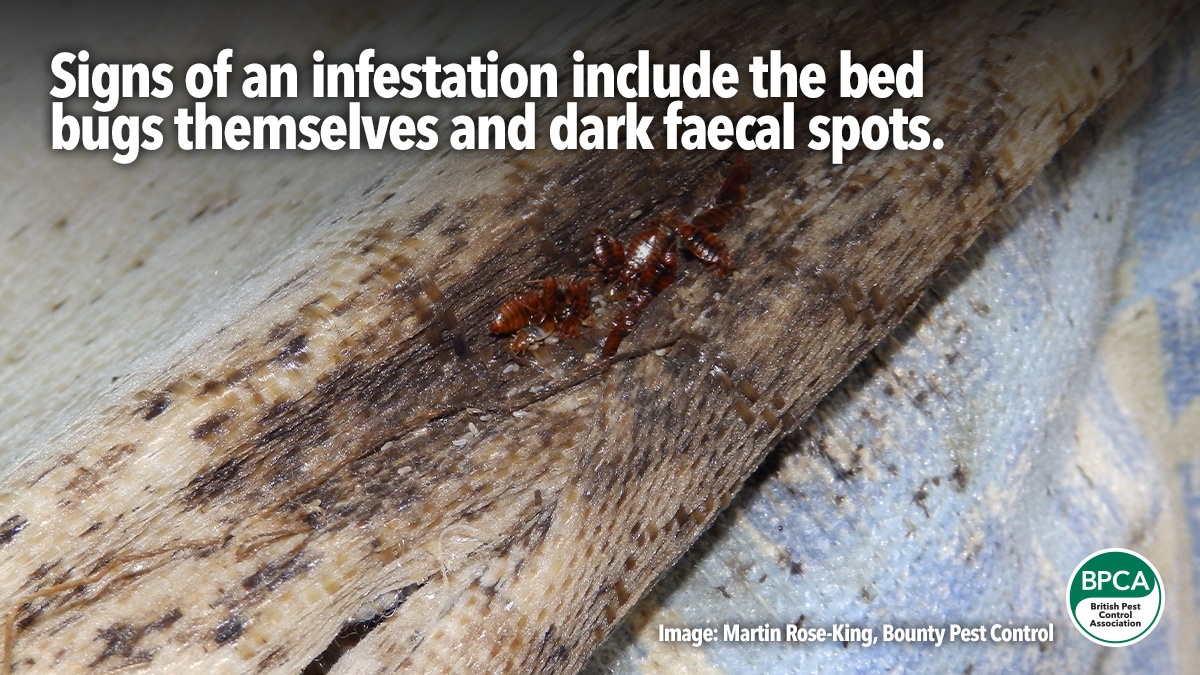 bed-bugs-a-z